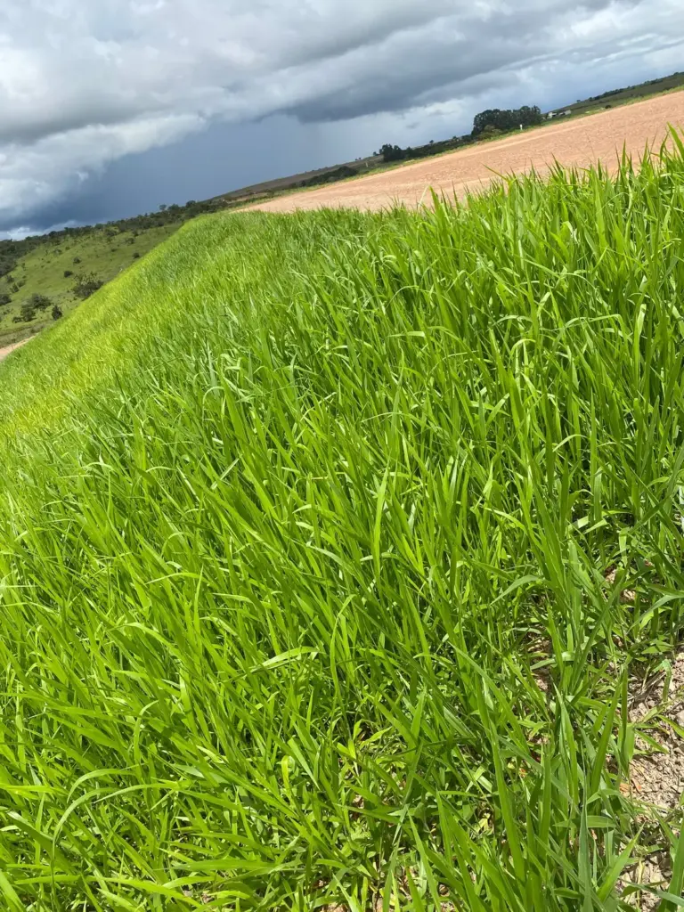 contenção de erosão em margens