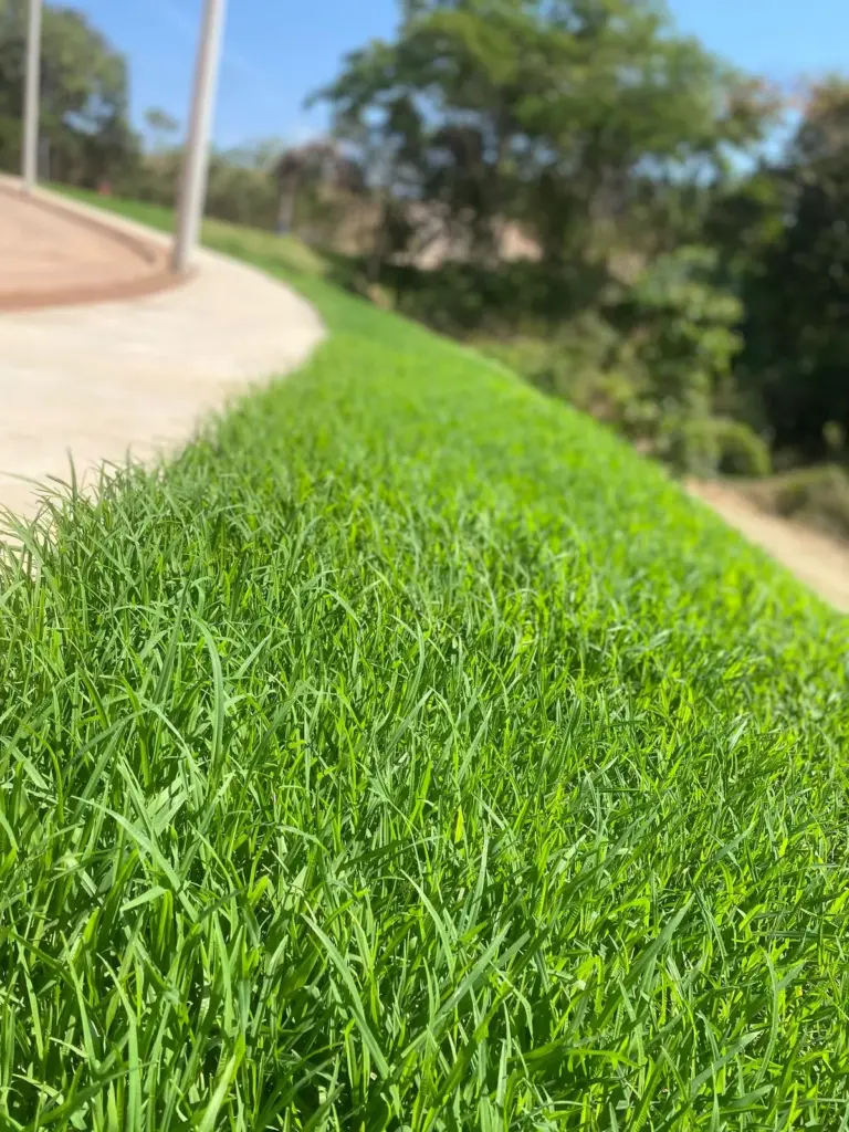 hidrossemeadura em encostas