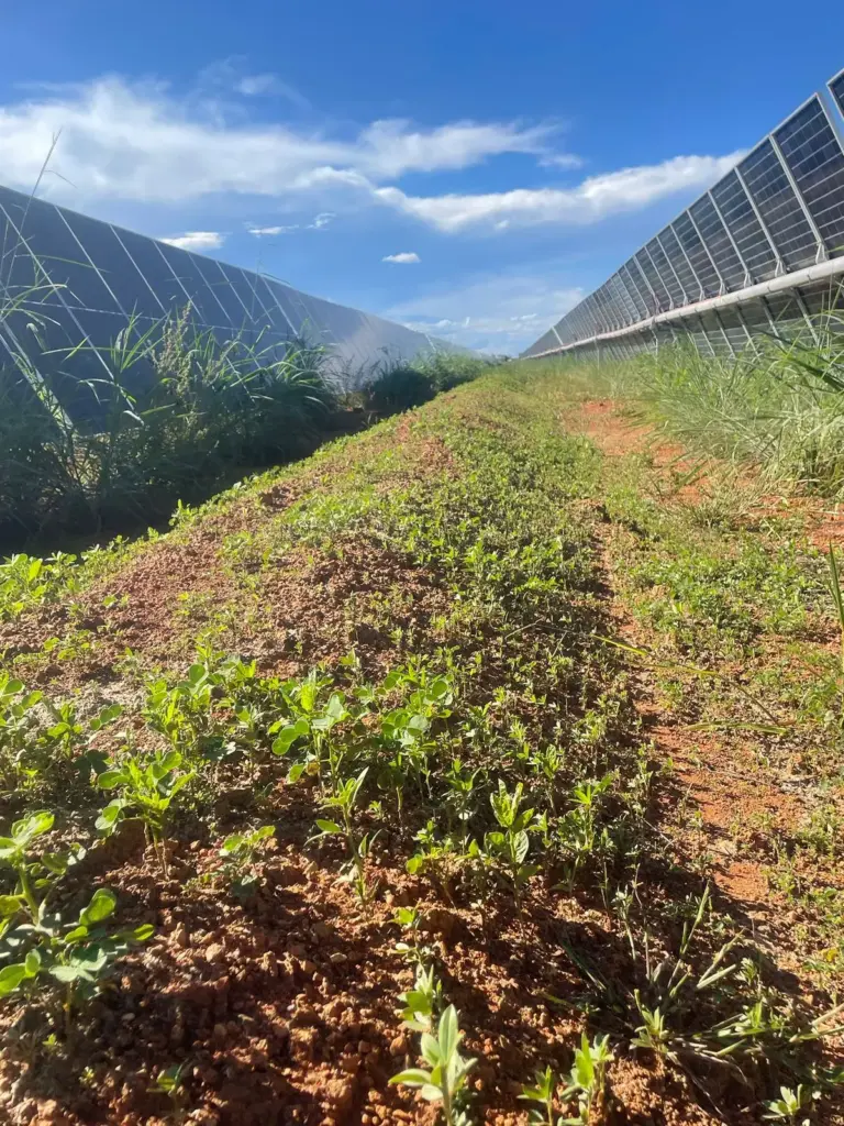 recuperação de bioma com forrageiros nativos