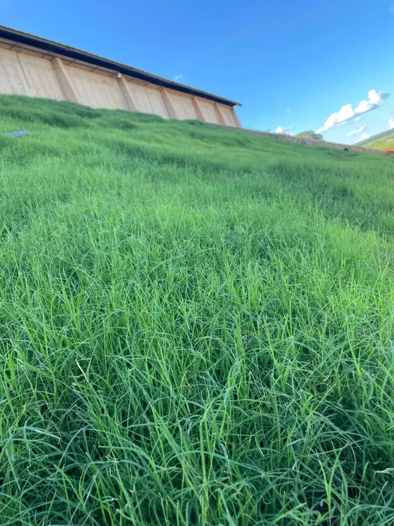recuperação vegetal