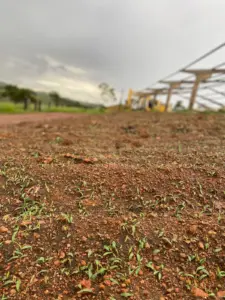 serviço de recuperação de bioma com forrageiros nativos